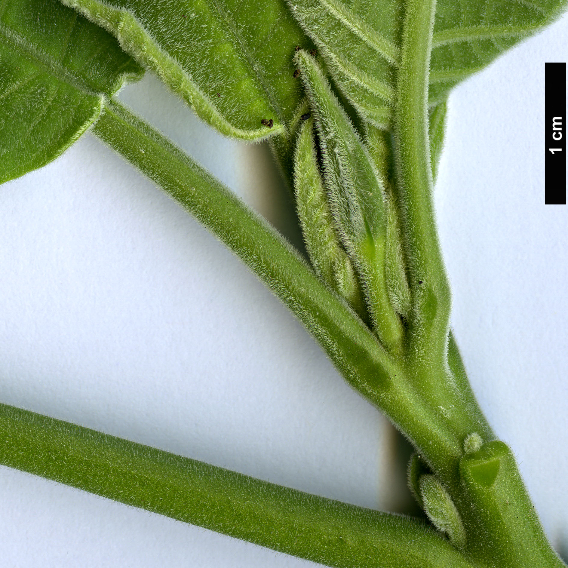 High resolution image: Family: Solanaceae - Genus: Brugmansia - Taxon: suaveolens